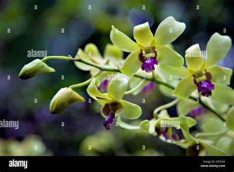 Mak Dendrobium