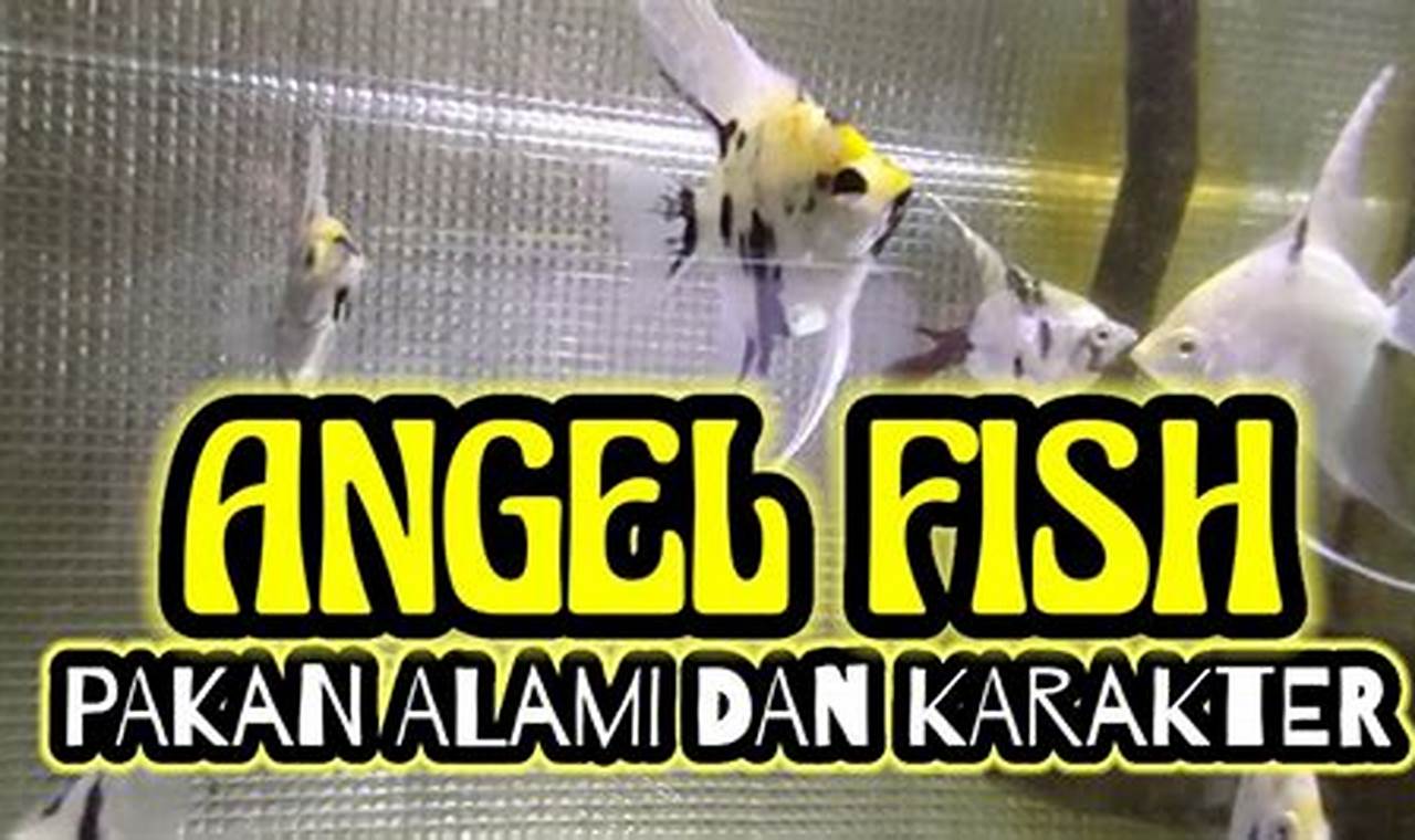 Makanan Ikan Angel Terbaik untuk Kesehatan dan Pertumbuhan Ikan Angel Anda