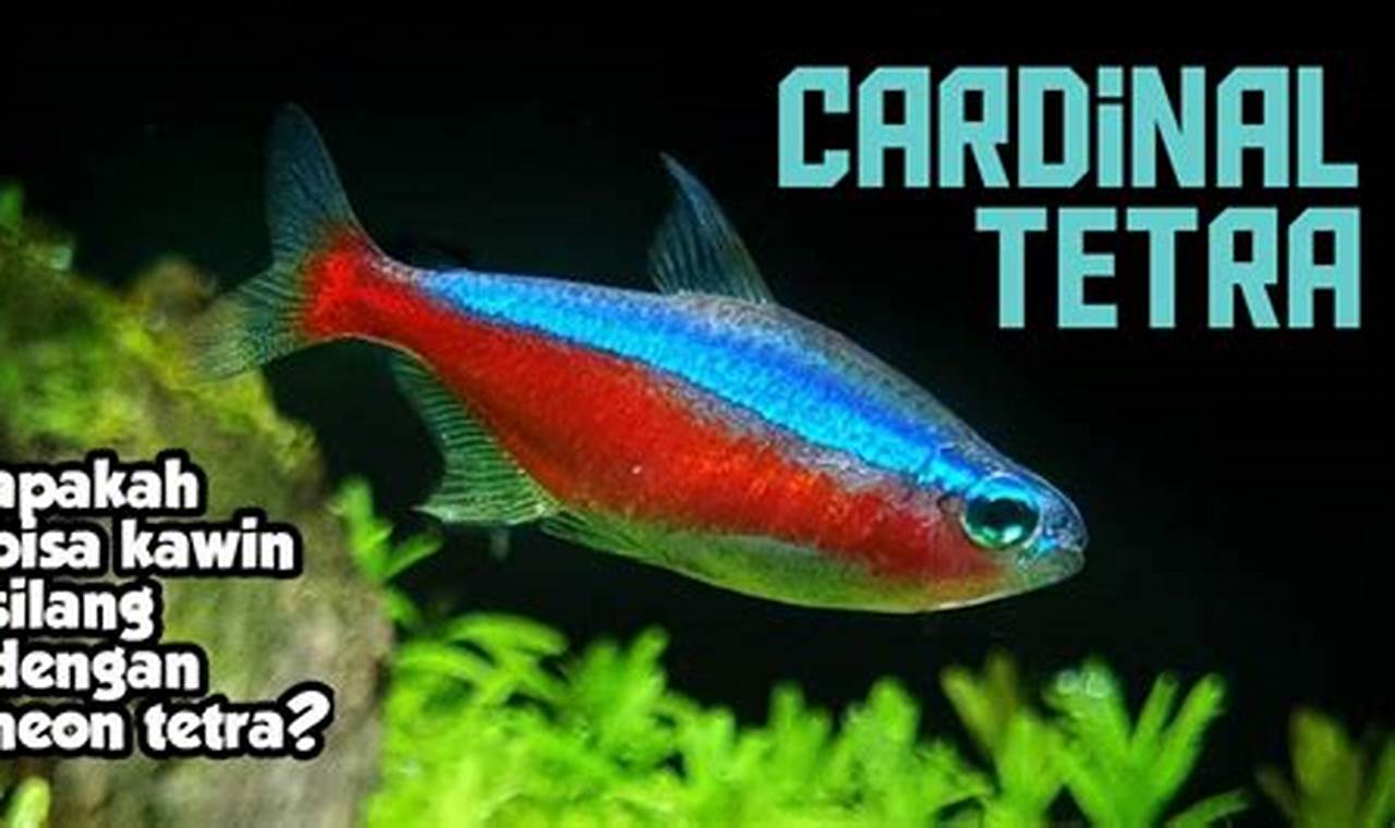 Rahasia Makanan Ikan Cardinal Tetra yang Terungkap: Panduan Lengkap untuk Nutrisi dan Kesehatan