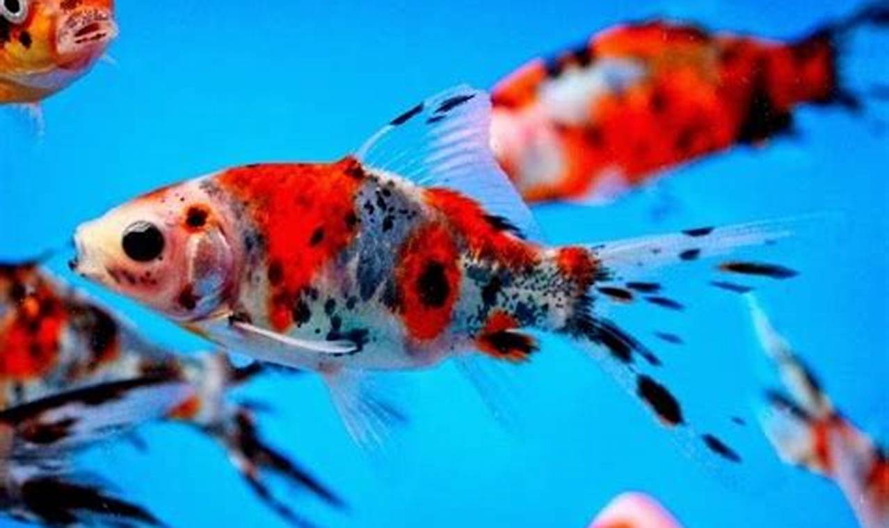 Rahasia Makanan Tepat untuk Ikan Mas Koki Shubunkin Sehat dan Berkilau