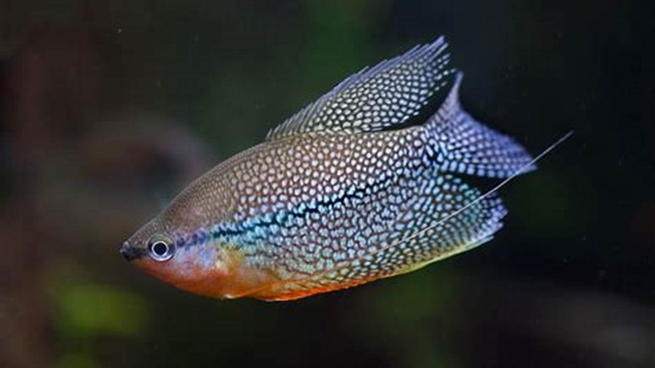 Panduan Lengkap Makanan Ikan Pearl Gourami: Temukan Rahasia Nutrisi dan Perkembangan Optimal
