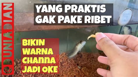Makanan Ikan Channa Kecil di Indonesia