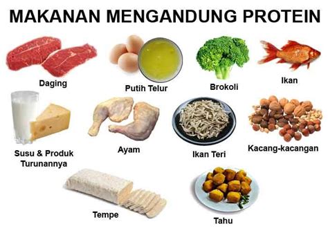 Makanan yang Kaya Protein