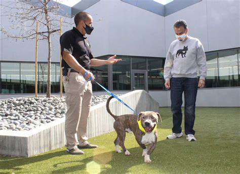 Make a Difference: Adopt a Pet from San Martin Animal Shelter Today!