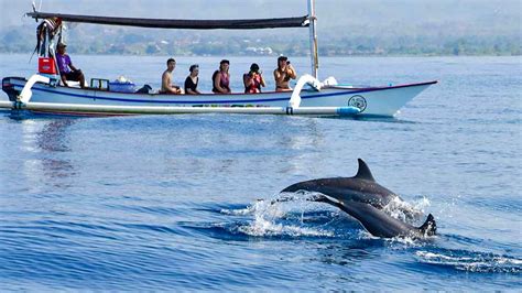 Making the Most of Dolphin Watching Tour