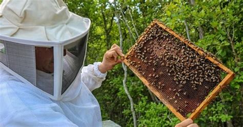 Making the Most of Your Apiary Tour