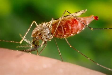 Malaria transmitted through Anopheles mosquito