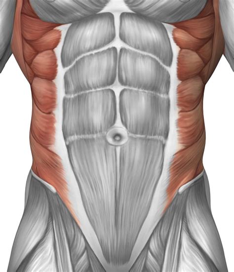Abdominal muscles Stock Image C007/9955 Science