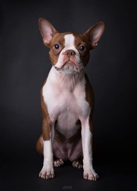 Male Brown Boston Terrier: The Relaxed Companion