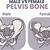Male Pelvic Bone Vs Female Pelvic Bone