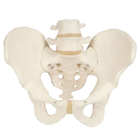 Male Pelvis Skeleton Model, 3 part 3B Smart Anatomy