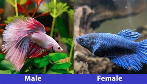 Male And Female Betta