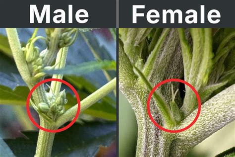 Male And Female Weed Plant Differences