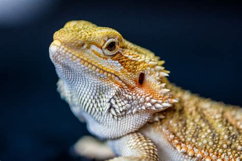Male Bearded Dragon