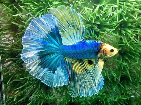 Male Butterfly Betta