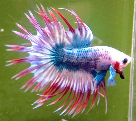 Male Crowntail Betta Fish