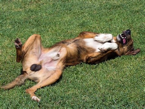 Male Dog Fixed