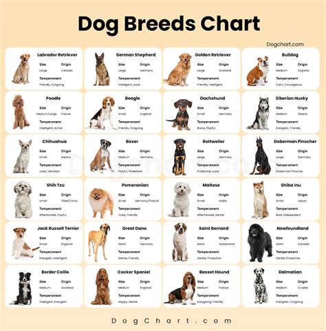 Male Dog Names By Breed