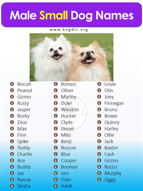 Male Dog Names For Small Dogs
