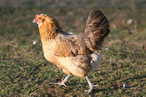 Male Easter Egger