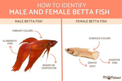 Male Female Betta Fish