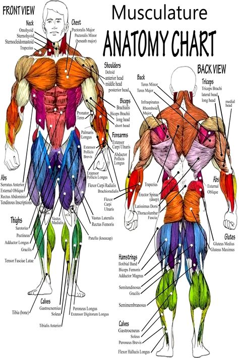 Male Human Body Anatomy Chart