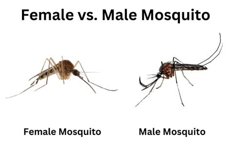 Male Mosquitoes