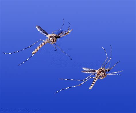 Male Mosquitoes Flying