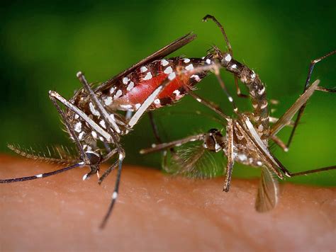 Male Mosquitoes Mating