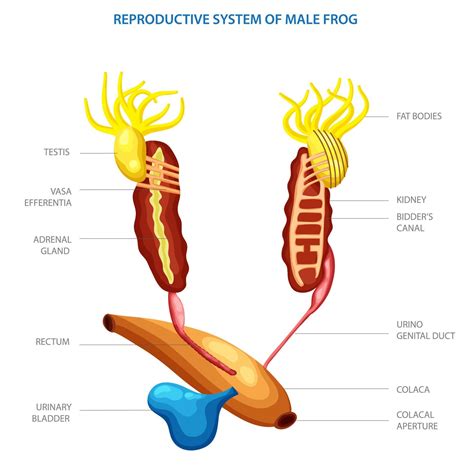 Male Reproductive System Of Frog Diagram