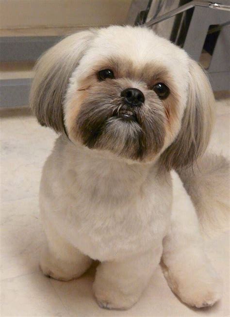 Male Shih Tzu Haircut Face In 2023: Tips And Solutions