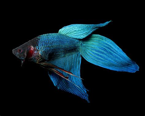 Male Veiltail Betta Fish