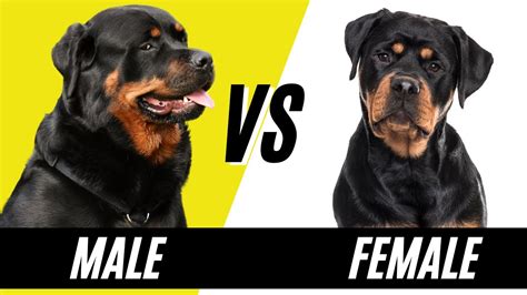 Male Vs Female Rottweiler Size