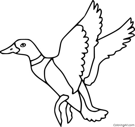 Mallard Duck Coloring Pages
