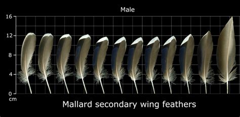 Mallard Duck Secondary Feathers