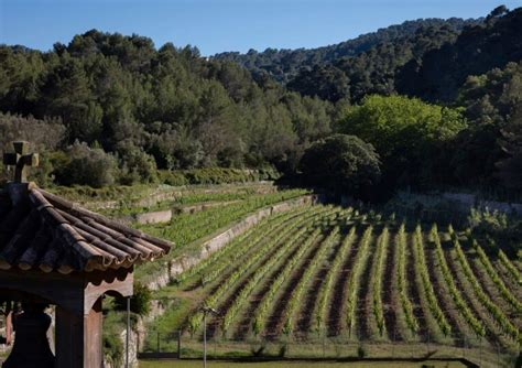 Mallorca vineyards