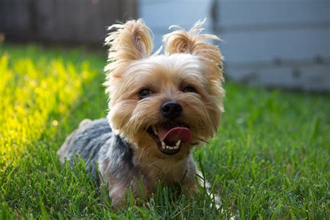 Helping a Maltese Develop More Confidence and a Yorkie More Control