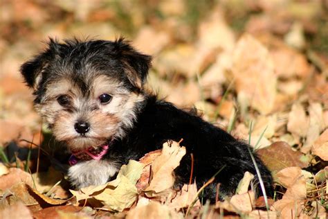 Maltese And Yorkie Dog: The Perfect Companion Dogs In 2023