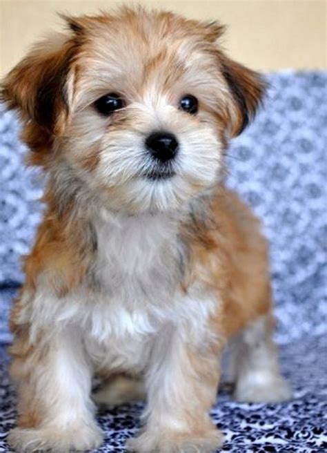 Maltese And Yorkie Mix Puppies: All You Need To Know