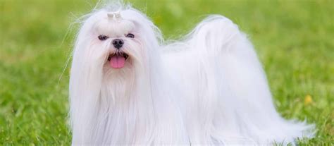 Adult Male Purebred Maltese in Adenta Dogs & Puppies, KOD