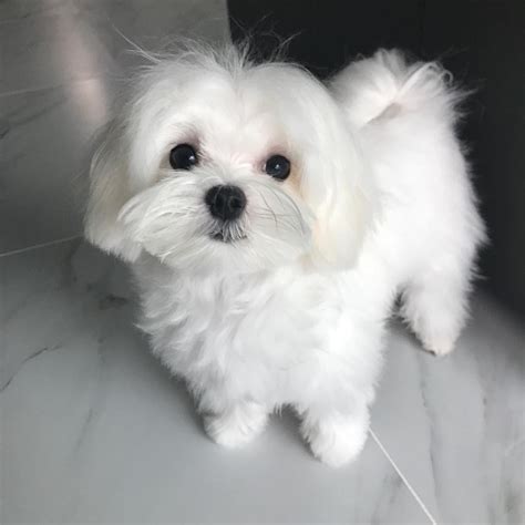 White Teacup Maltese Puppies Offer €350