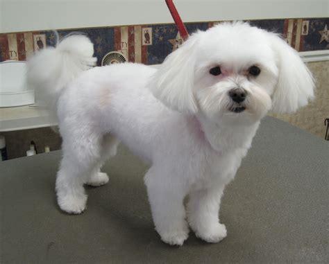 Maltese Dog Puppy Cut Pictures