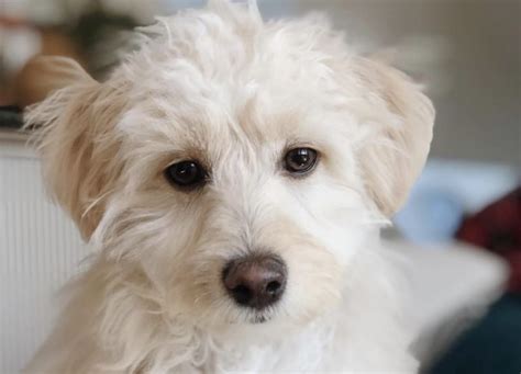 Discovering The Maltese Jack Russell Poodle Mix
