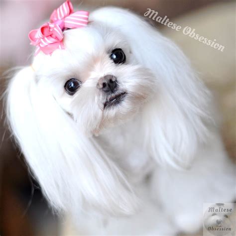 Maltese Korean Cut: A Trending Hairstyle For Your Furry Friend In 2023