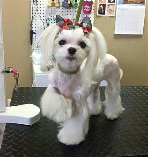 Maltese Korean Haircut: A Unique And Cute Style For Your Furry Friend