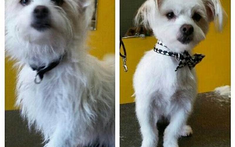 Maltese Mix With Jack Russell Grooming