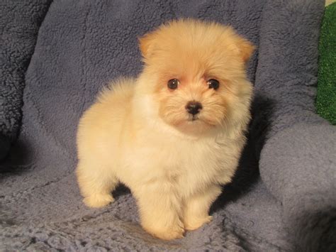 Maltese Pomeranian Mix For Sale: A Perfect Companion For Your Home