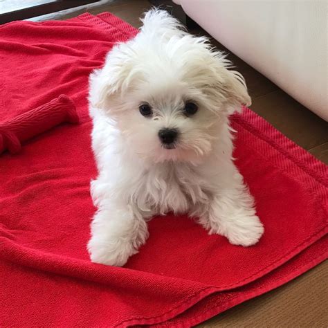 ACA Registered Maltese Puppy For Sale Male Mario Millersburg, Ohio AC