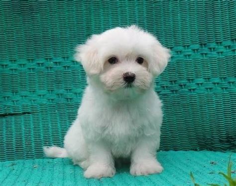 Maltese Puppies For Sale In Palm Desert Ca