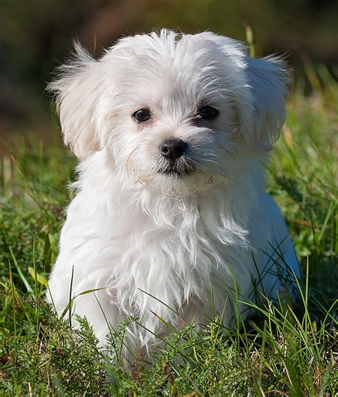 Maltese Puppies Images